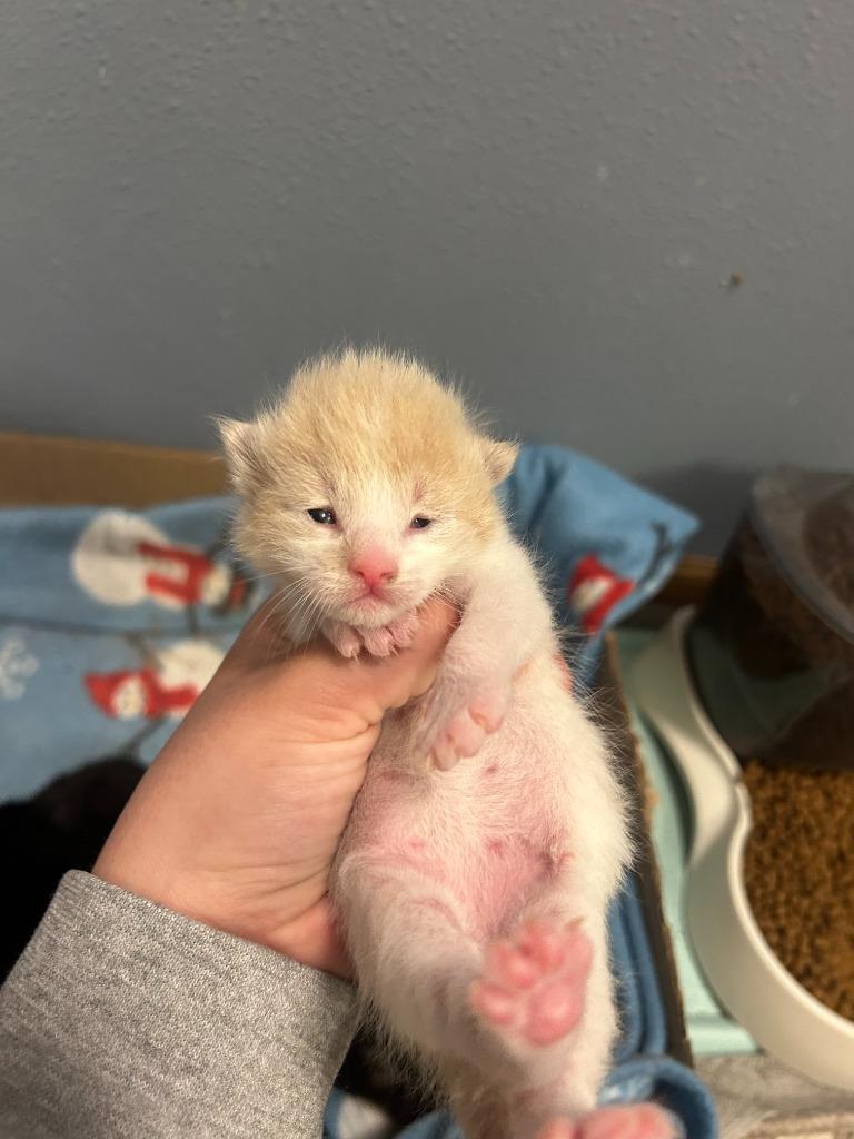Petey, a Adopted mixed breed in Owatonna, MN image 3/4