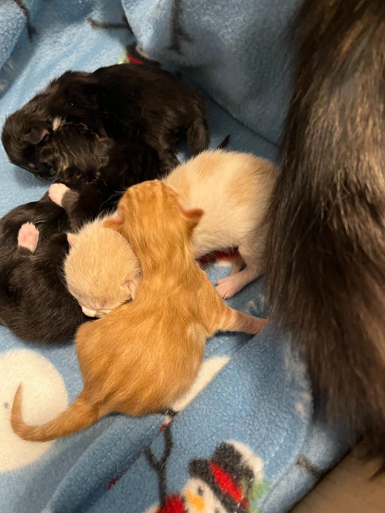 Petey, a Adopted mixed breed in Owatonna, MN image 4/4