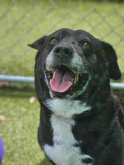 Enlarge Zoey, a Adoptable mixed breed in Savannah, GA image 1/3