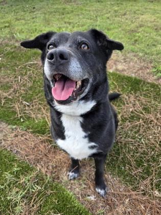 Zoey, Adoptable, Adult Female Mixed Breed & Mixed Breed.