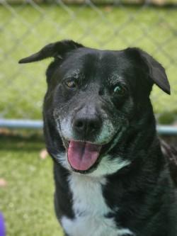 Enlarge Zoey, a Adoptable mixed breed in Savannah, GA image 3/3