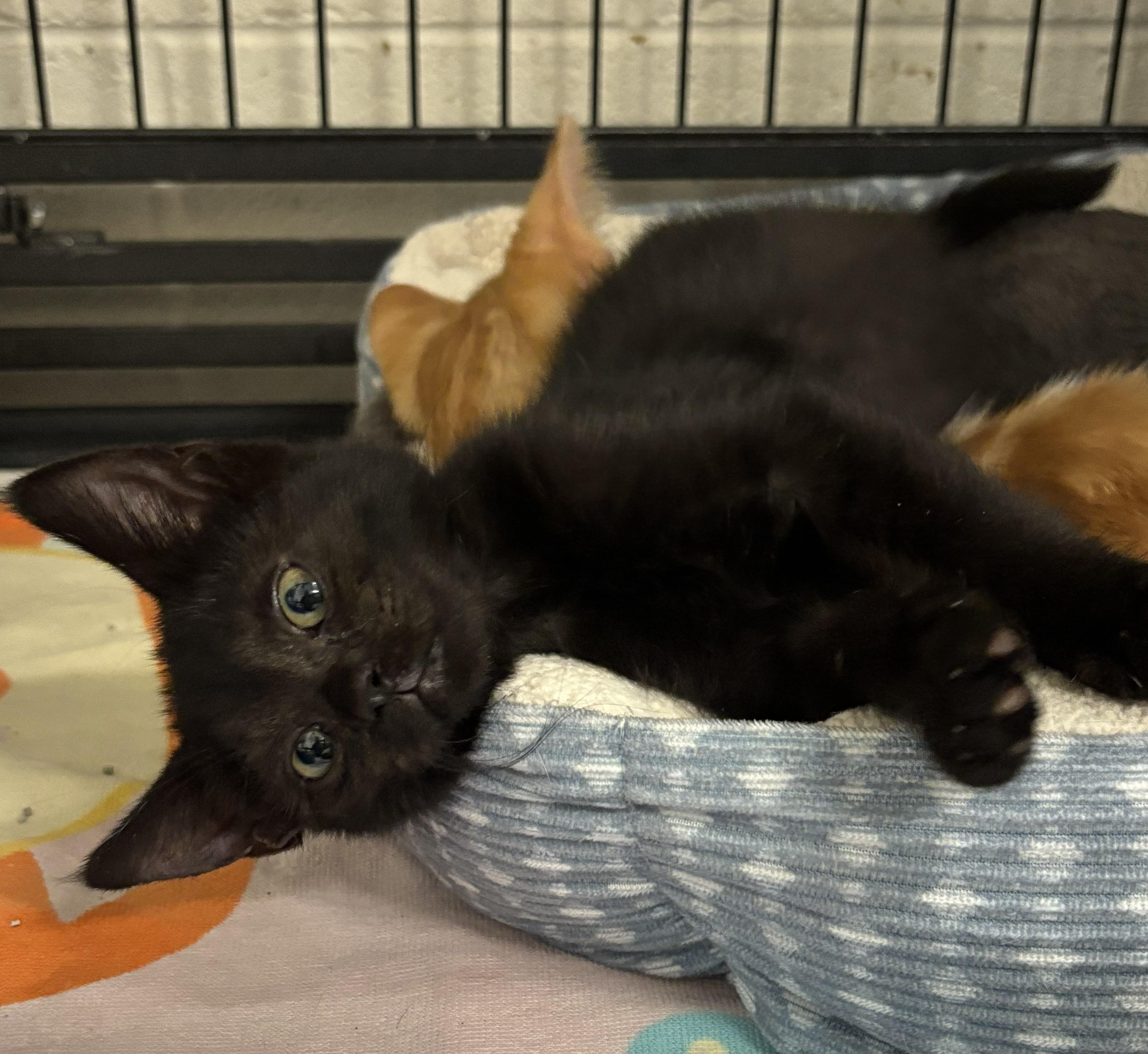 Enlarge James, a Adoptable mixed breed in Bedford, VA image 1/1