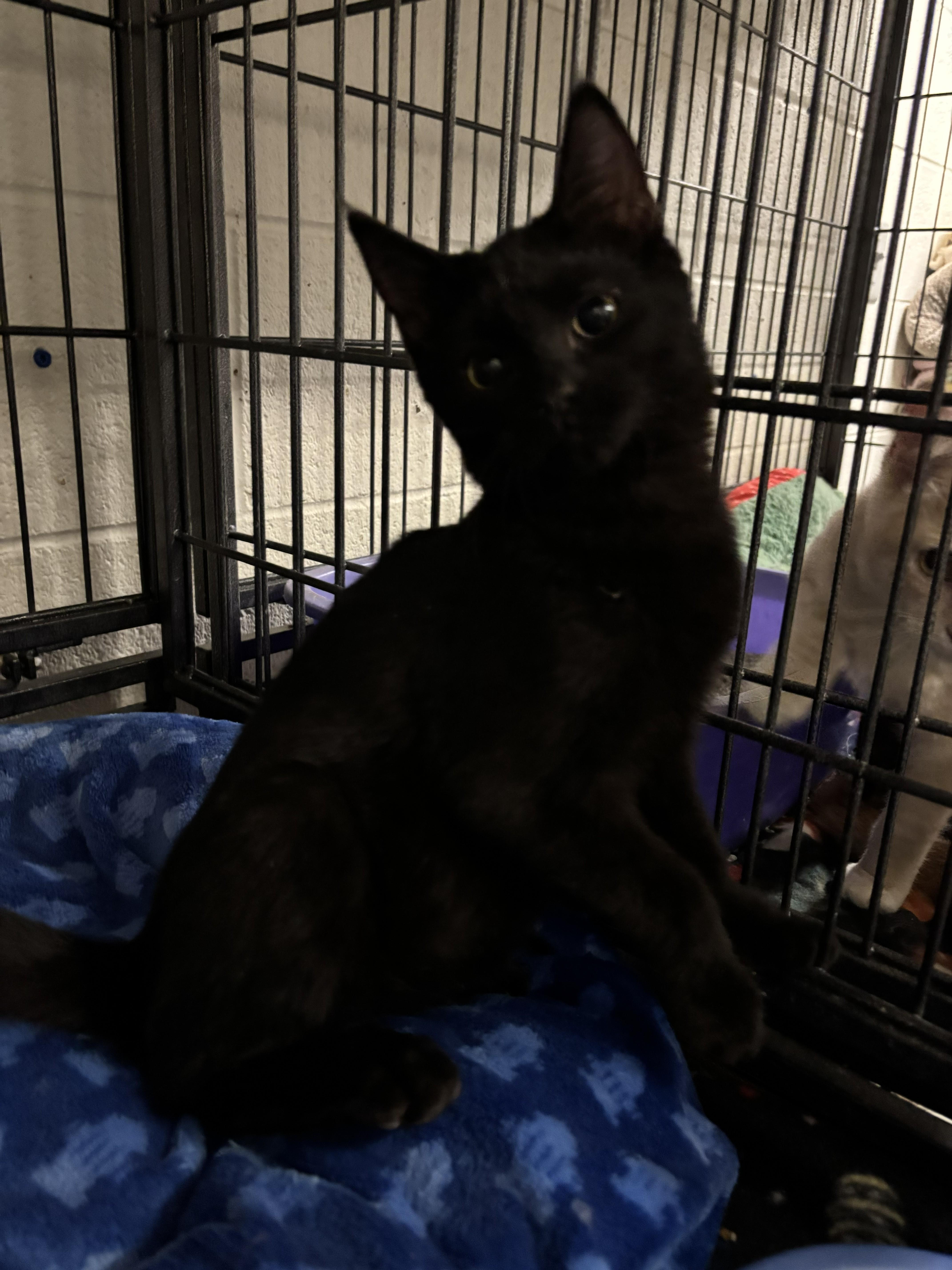 Enlarge James, an adopted mixed breed in Bedford, VA image 2/2