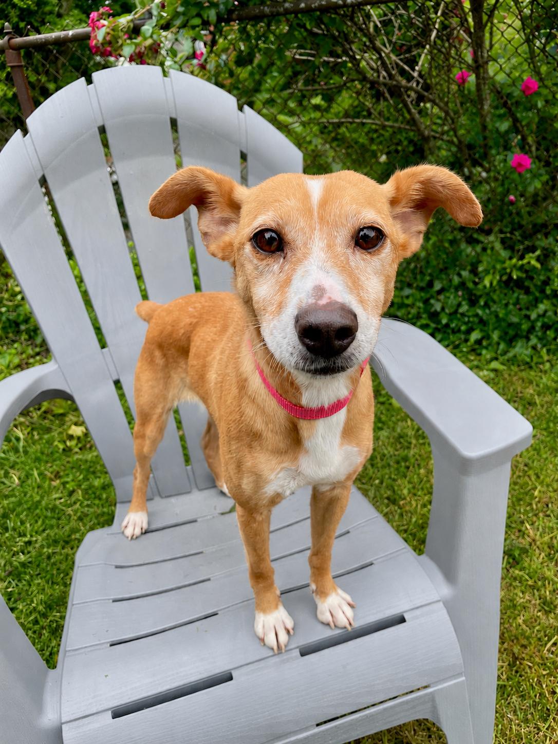 Enlarge Patty Melt, a ADOPTABLE Mixed Breed in Rochester , NY image 2/6