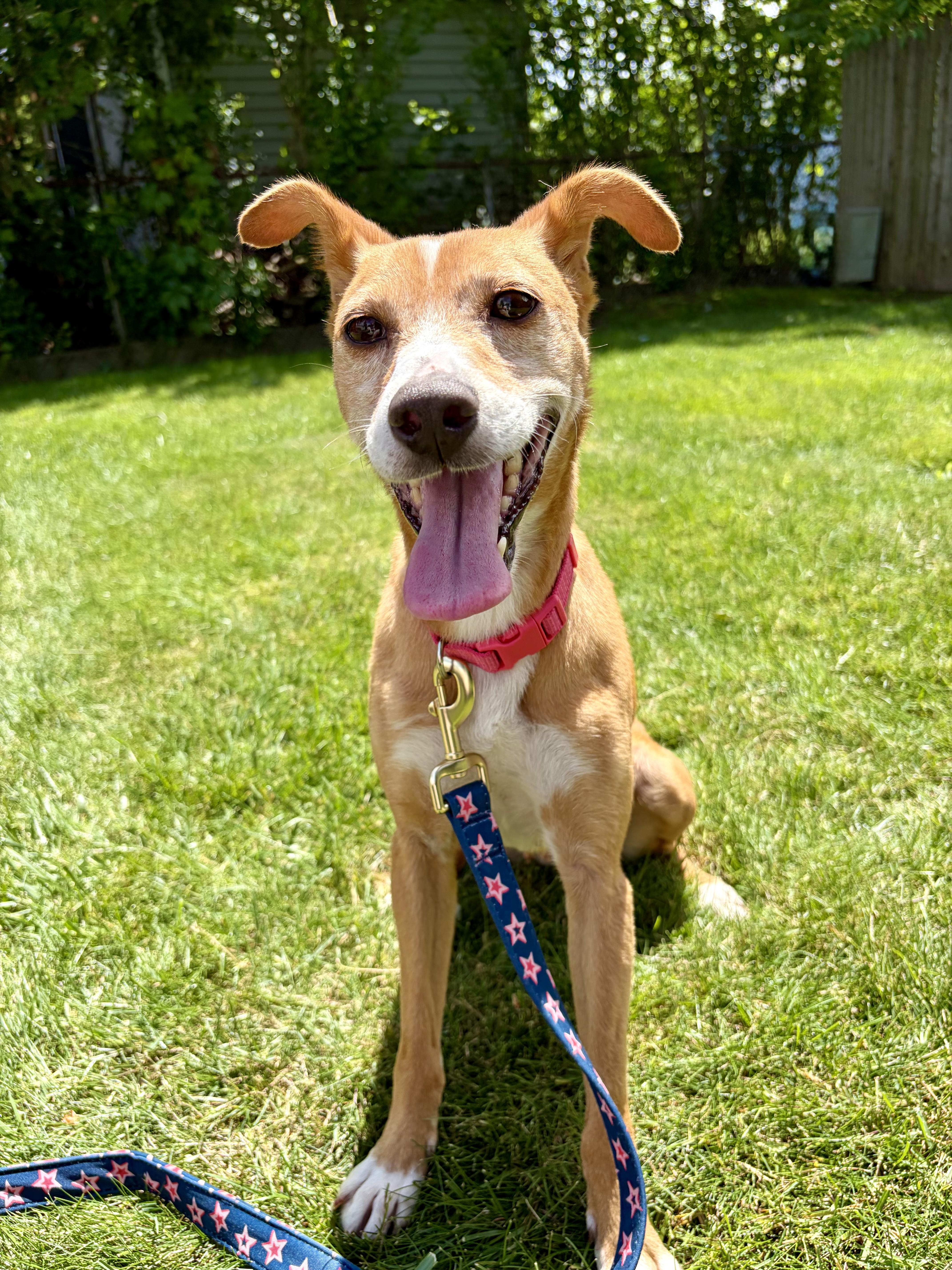 Enlarge Patty Melt, a ADOPTABLE Mixed Breed in Rochester , NY image 6/6