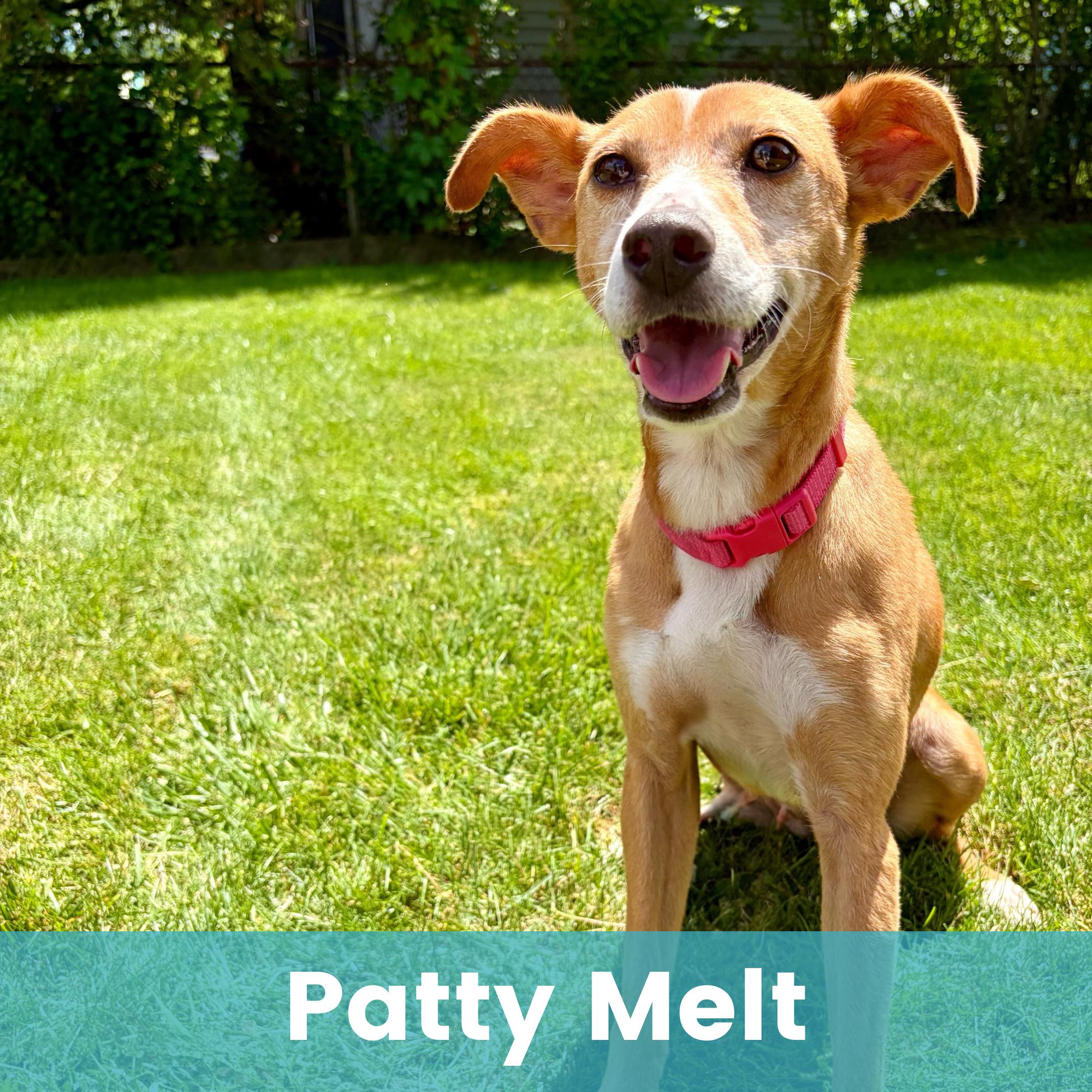 Patty Melt, ADOPTABLE, Adult Female Mixed Breed.