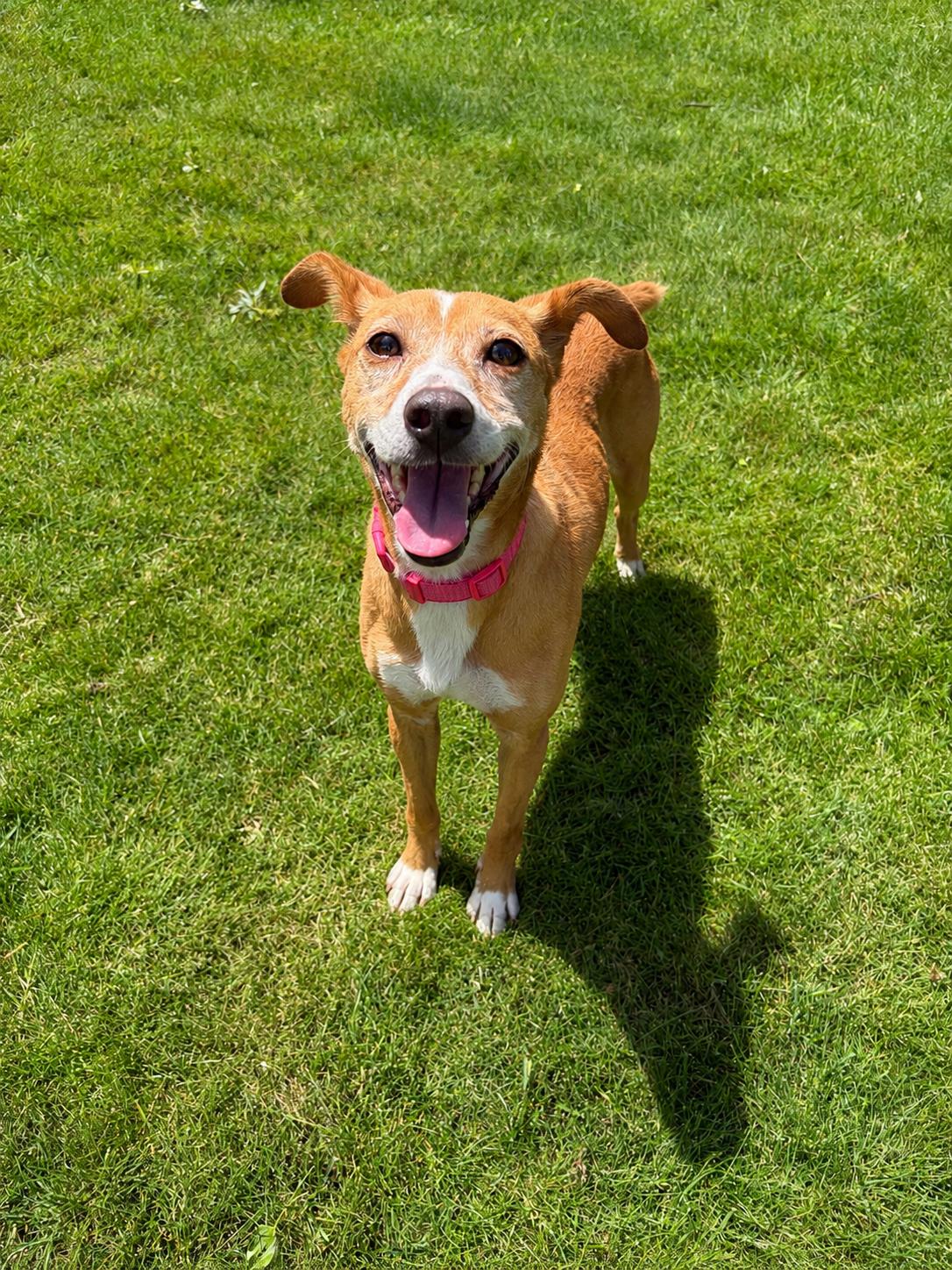 Enlarge Patty Melt, a ADOPTABLE Mixed Breed in Rochester , NY image 3/6