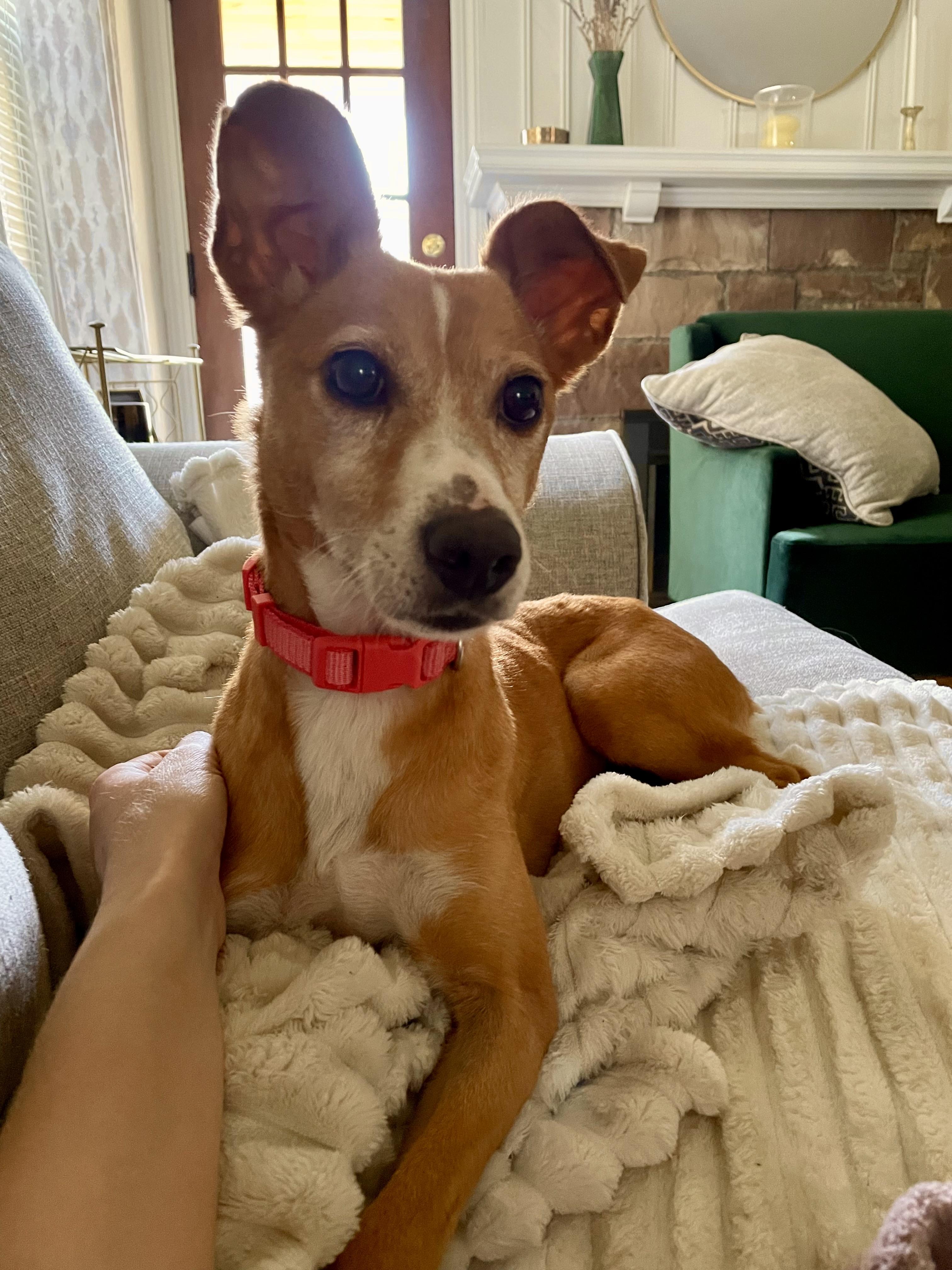 Enlarge Patty Melt, a ADOPTABLE Mixed Breed in Rochester , NY image 4/6