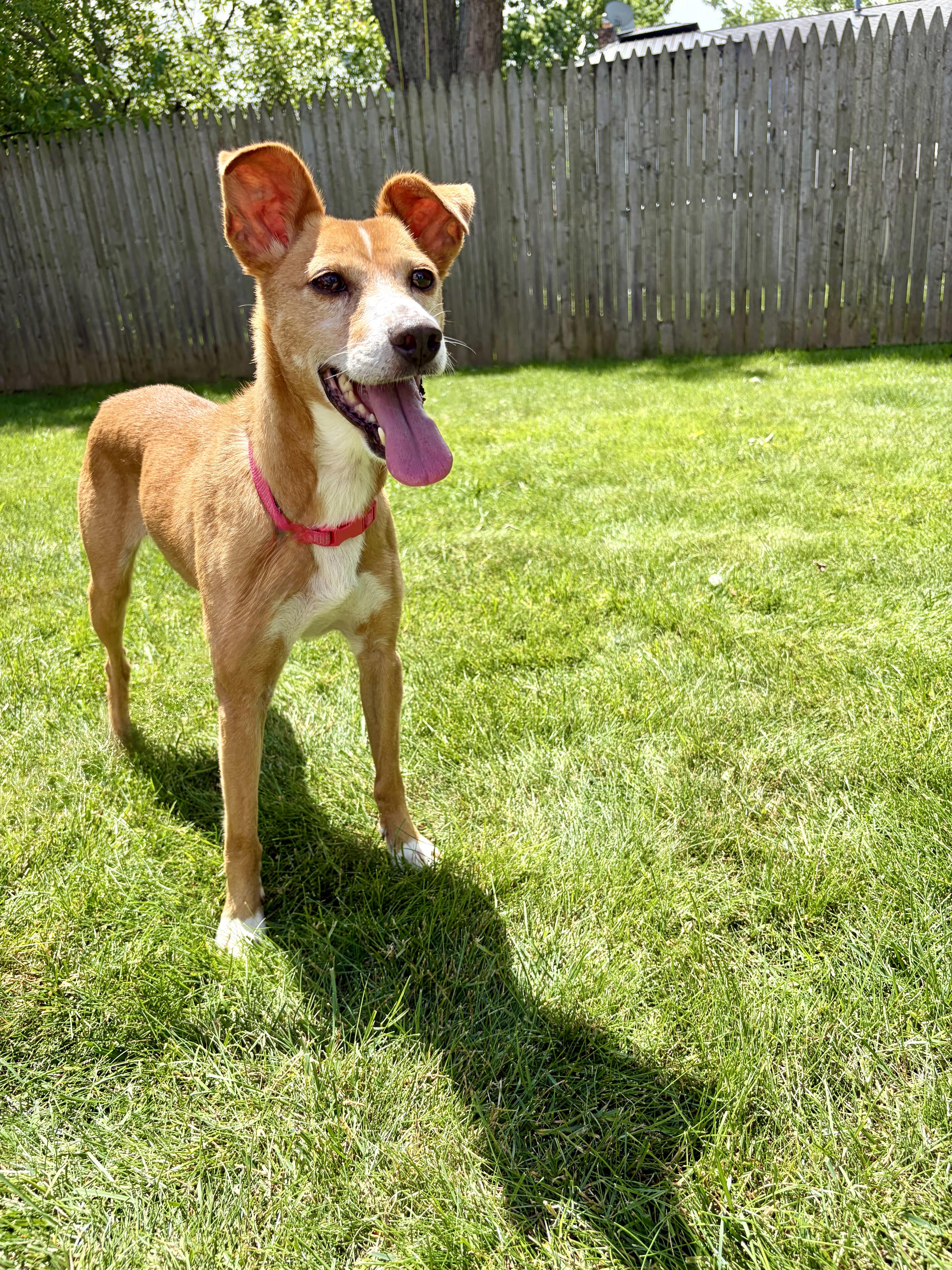 Enlarge Patty Melt, a ADOPTABLE Mixed Breed in Rochester , NY image 5/6