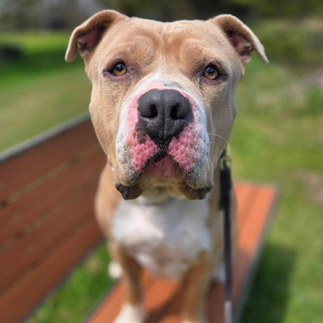 Charles, Adoptable, Adult Male Pit Bull Terrier.
