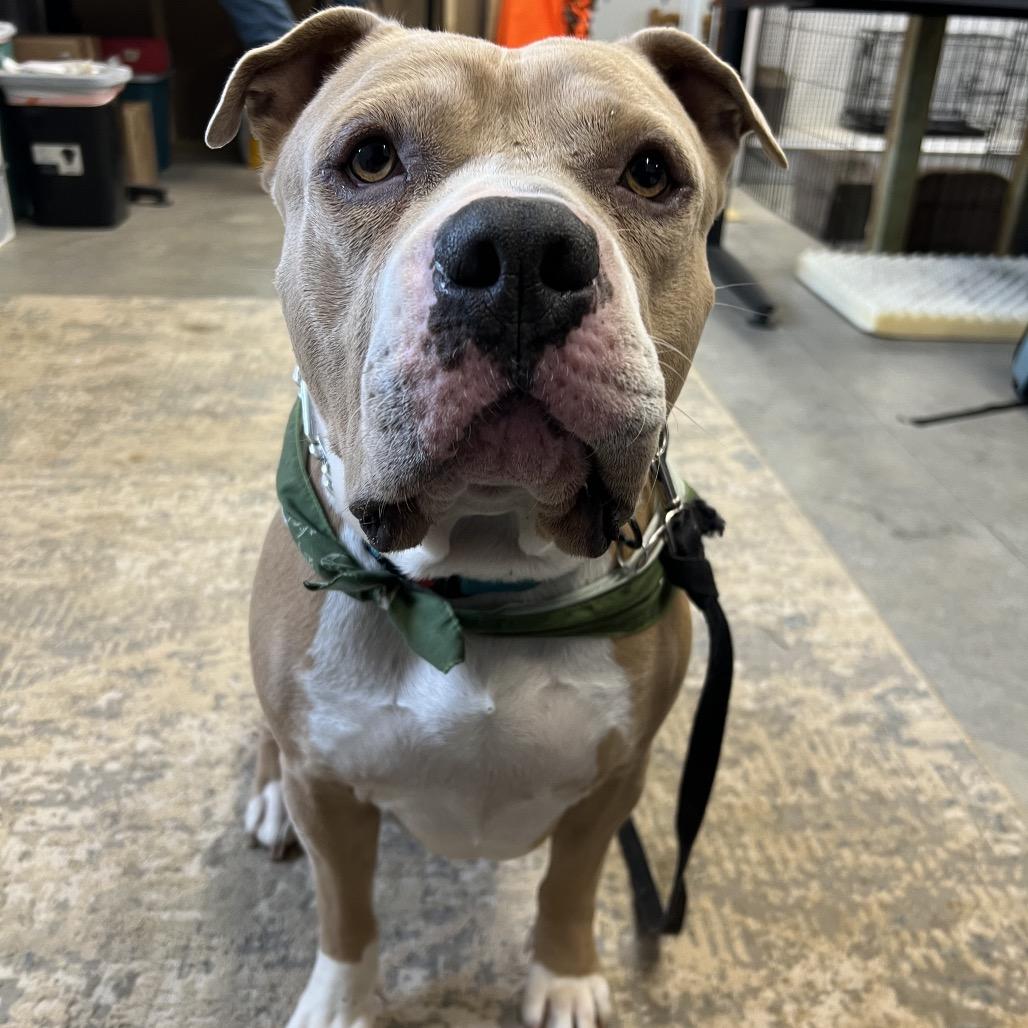 Charles, a Adoptable Pit Bull Terrier in Brainerd, MN image 2/6
