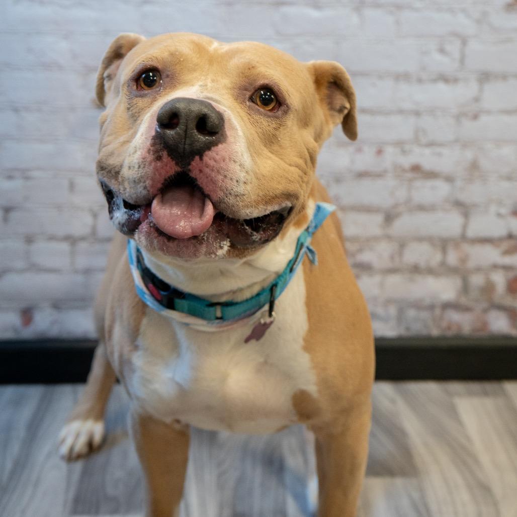 Charles, a Adoptable Pit Bull Terrier in Brainerd, MN image 3/6
