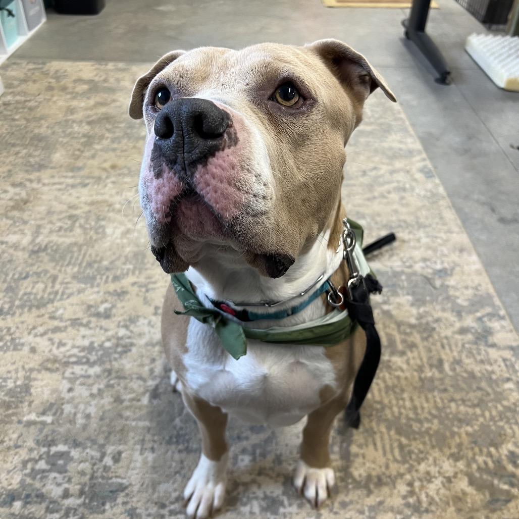 Charles, a Adoptable Pit Bull Terrier in Brainerd, MN image 4/6