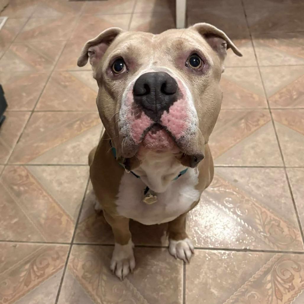 Charles, a Adoptable Pit Bull Terrier in Brainerd, MN image 5/6