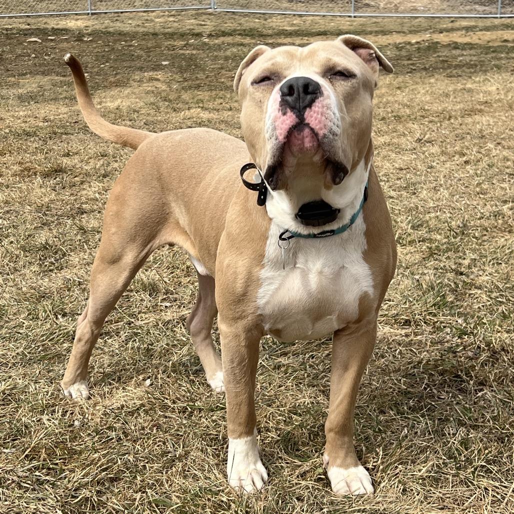 Charles, a Adoptable Pit Bull Terrier in Brainerd, MN image 6/6