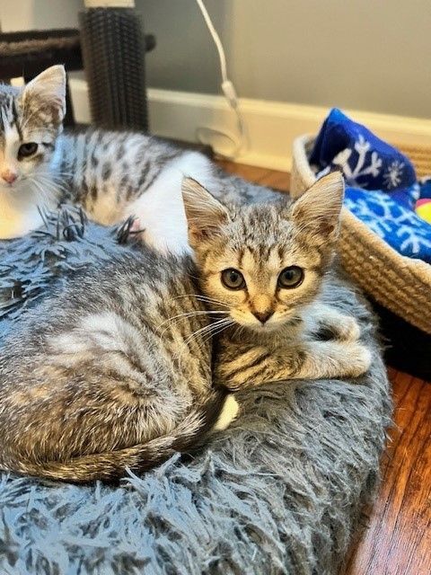 Enlarge Dory, a Adopted Domestic Short Hair in lexington, SC image 1/1