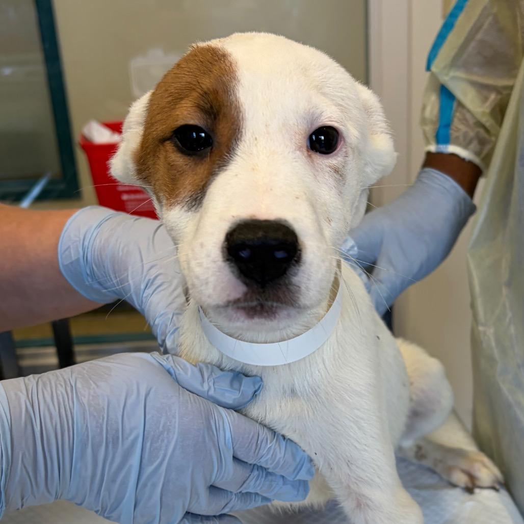 Claymore, Adoptable, Puppy Male Pit Bull Terrier & Mixed Breed.