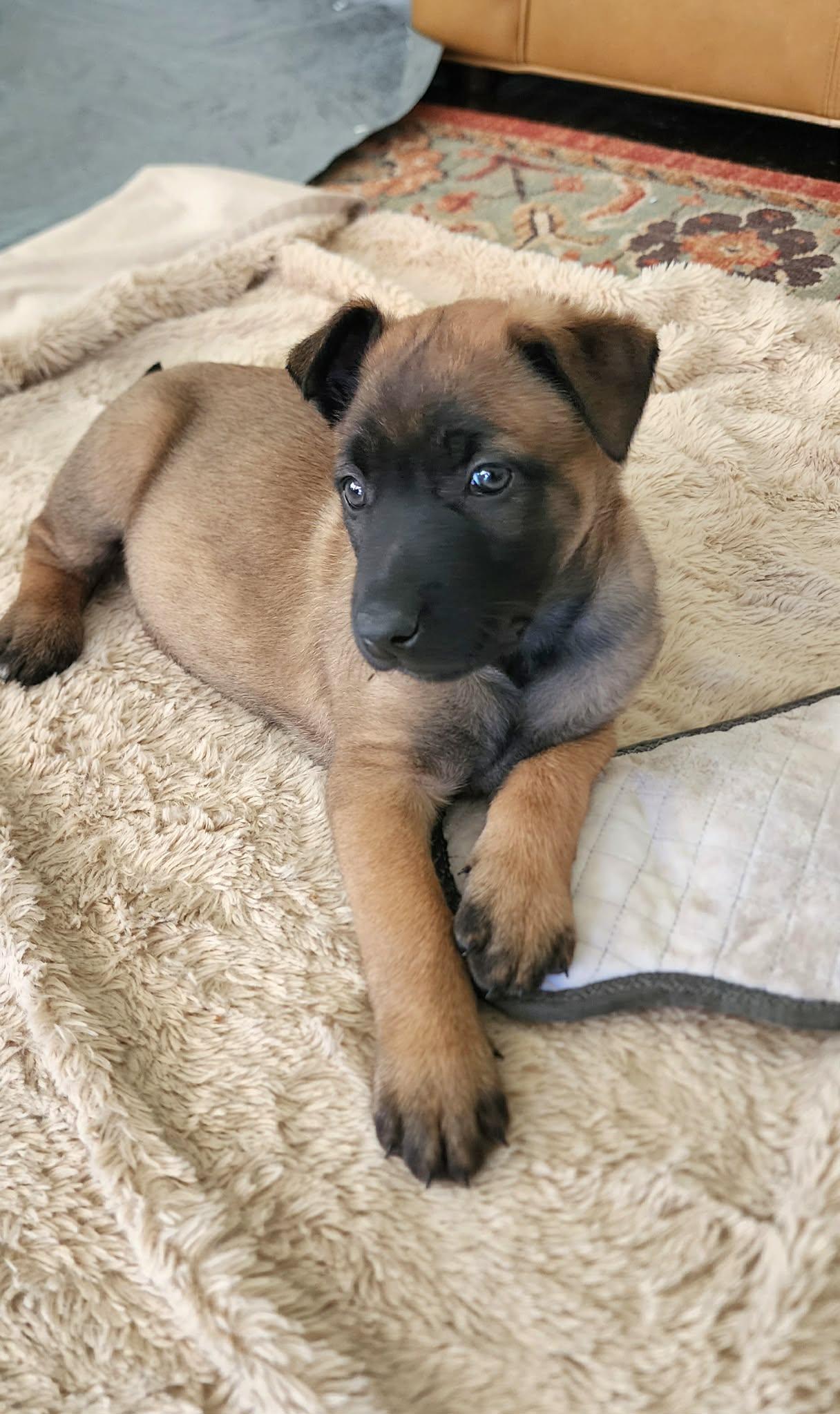 Winter Weather Litter’s Flurry, Adopted, Young Female Belgian Shepherd / Malinois.