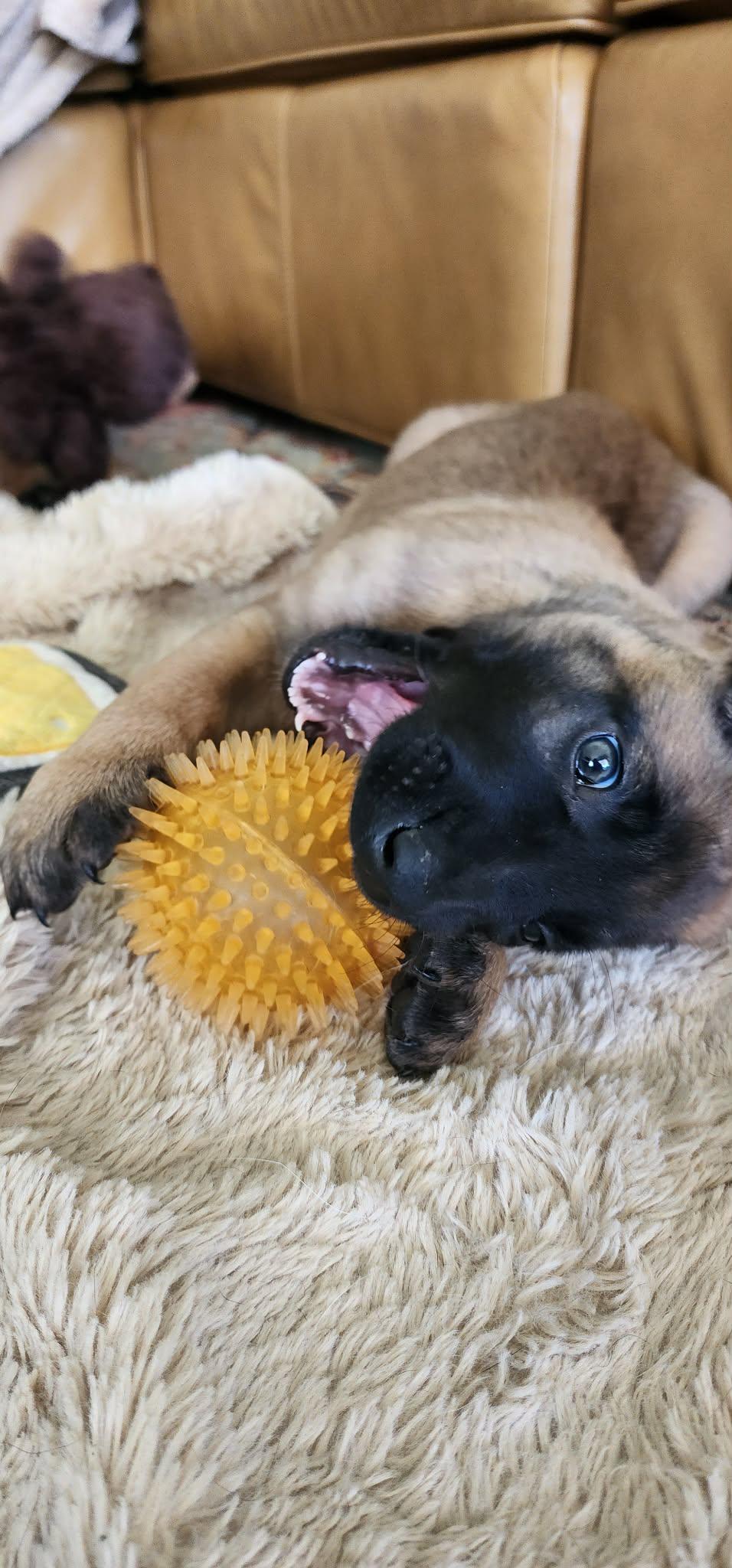 Winter Weather Litter’s Flurry, a Adopted Belgian Shepherd / Malinois in Vancouver, WA image 2/2