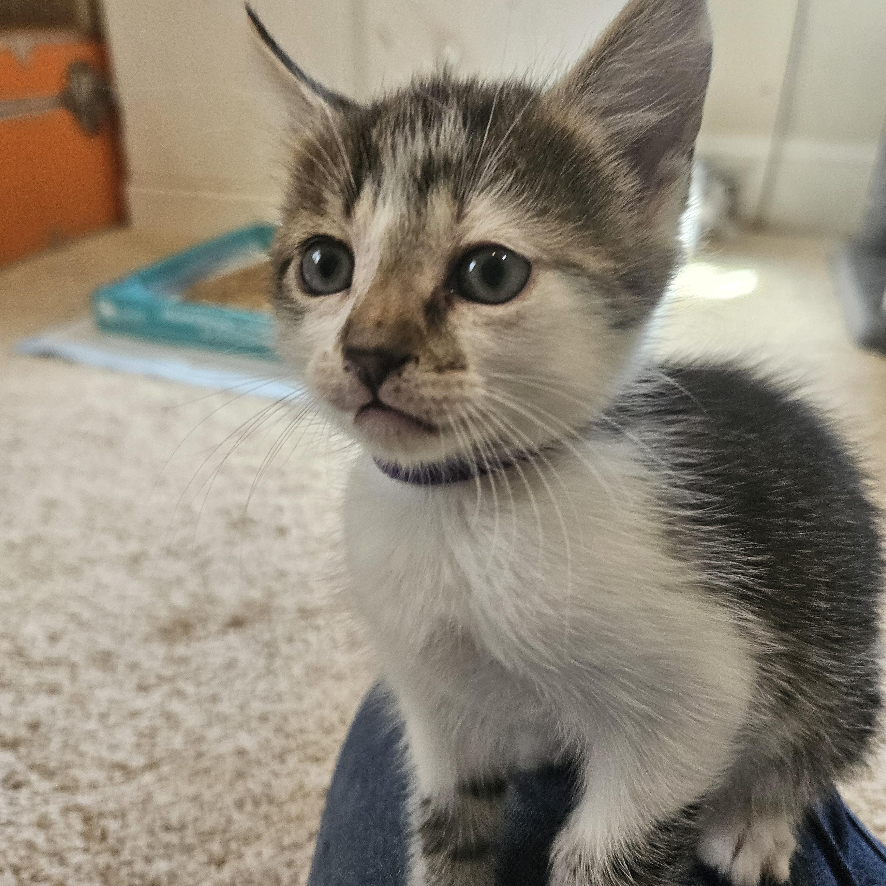 Duncan, ADOPTABLE, Young Male Tabby & Domestic Short Hair.