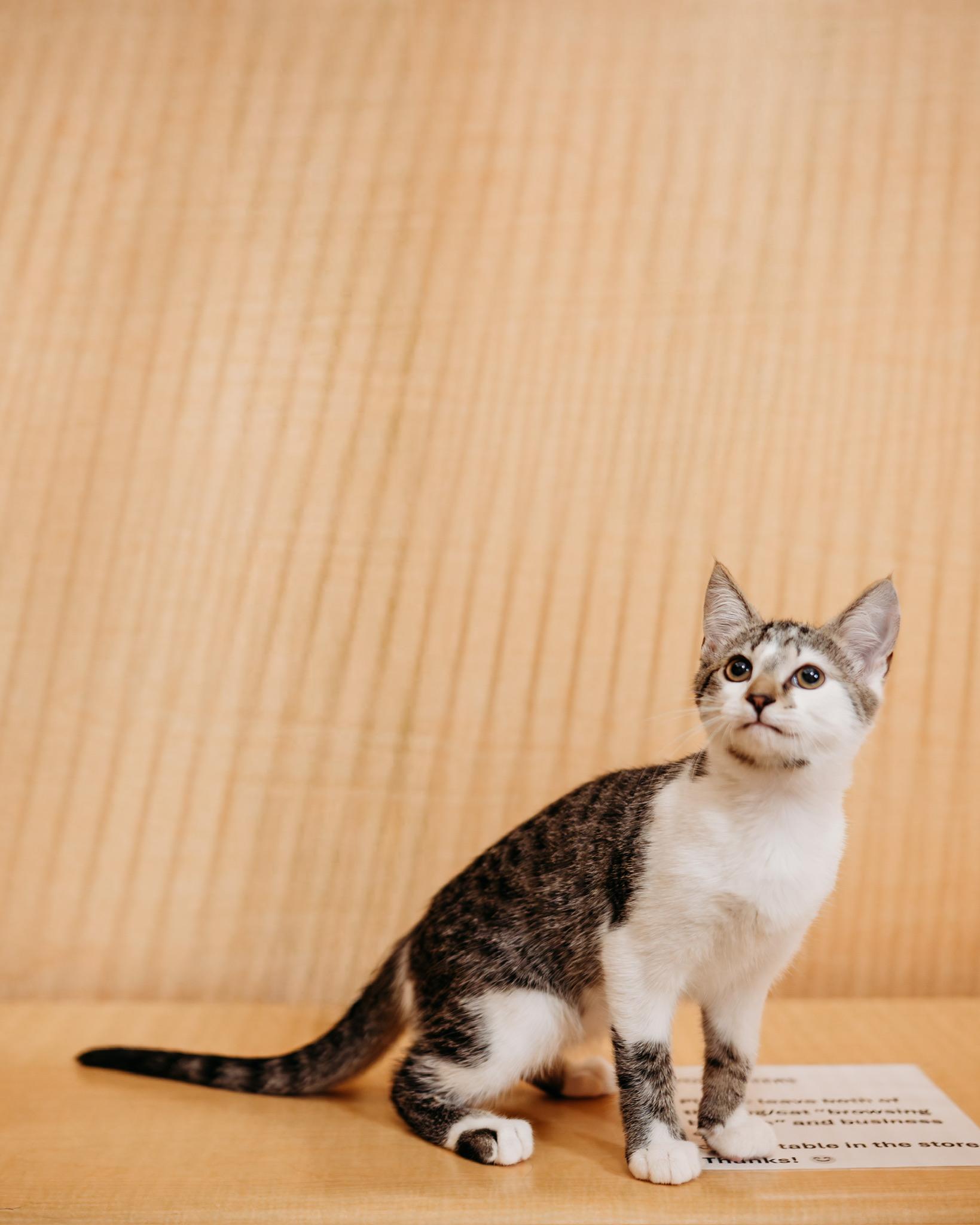 Duncan, ADOPTABLE, Kitten Male Tabby & Domestic Short Hair.