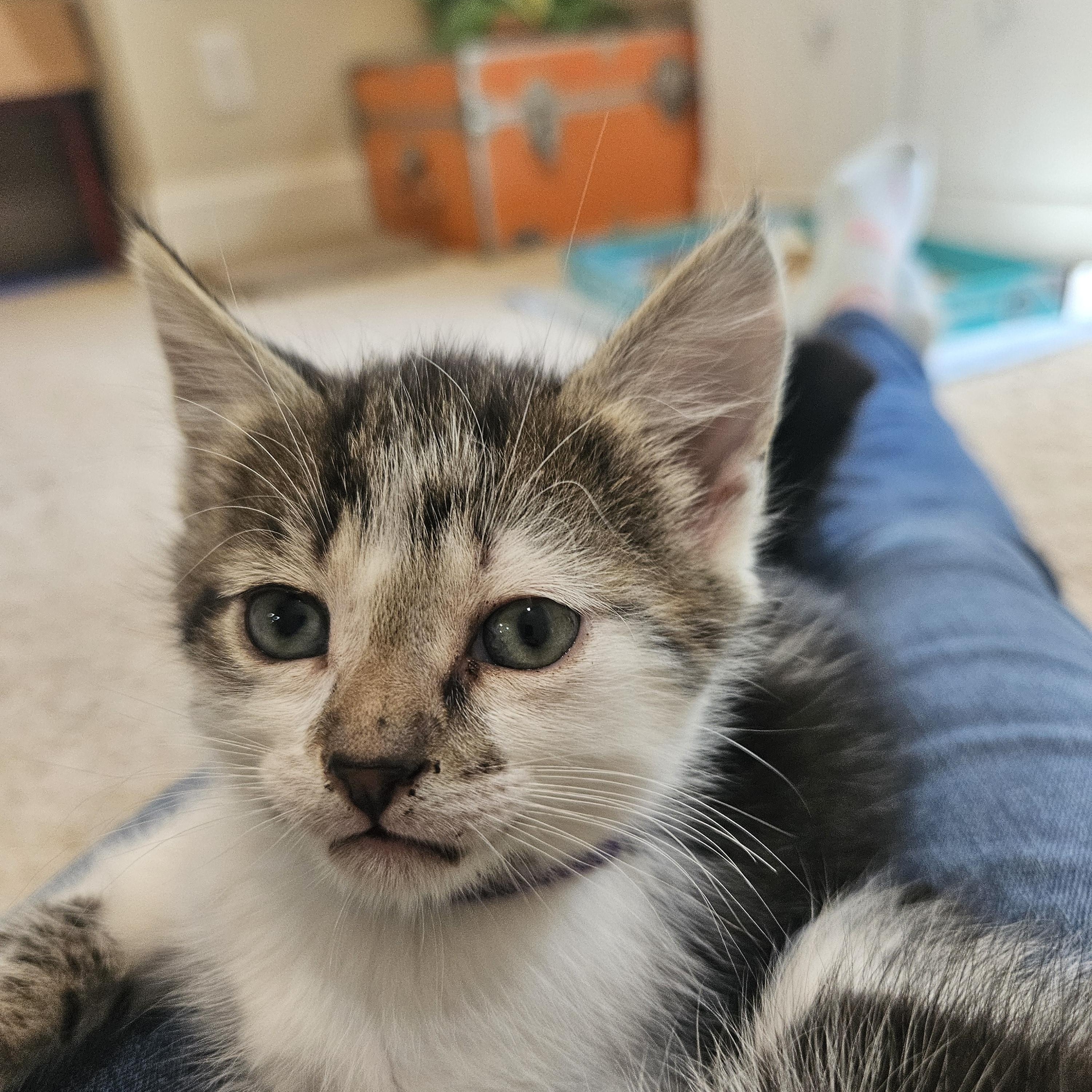 Duncan, a ADOPTABLE mixed breed in Waxhaw, NC image 3/4