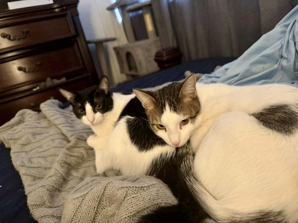 Enlarge Terry, a Adoptable mixed breed in Valley Stream, NY image 2/6