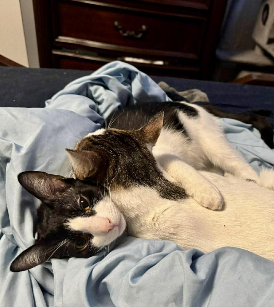 Enlarge Terry, a Adoptable mixed breed in Valley Stream, NY image 3/6