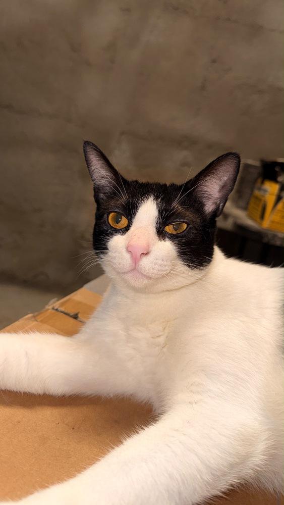 Enlarge Terry, a Adoptable mixed breed in Valley Stream, NY image 5/6
