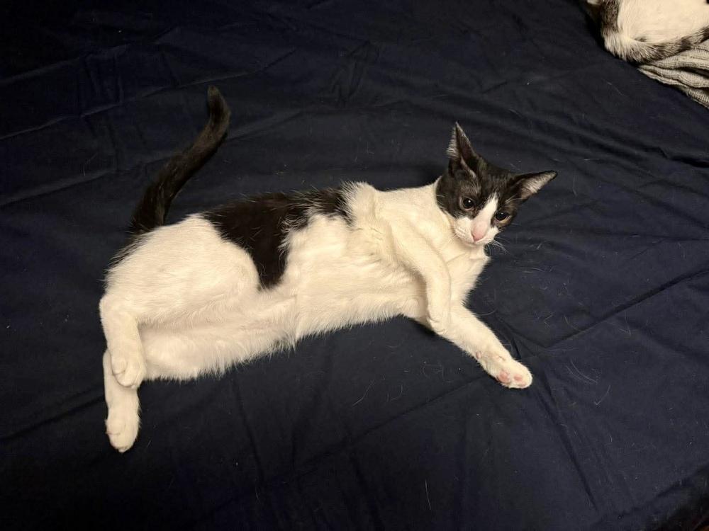 Terry, Adoptable, Young Female Domestic Short Hair & Egyptian Mau.