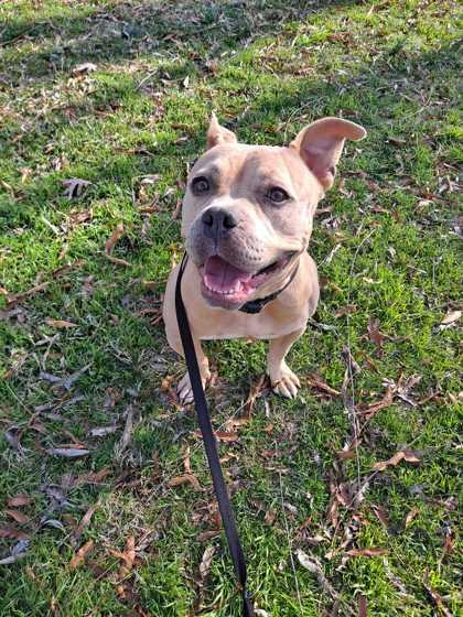 Enlarge Nala Donna, a Adoptable mixed breed in Knoxville, TN image 1/3