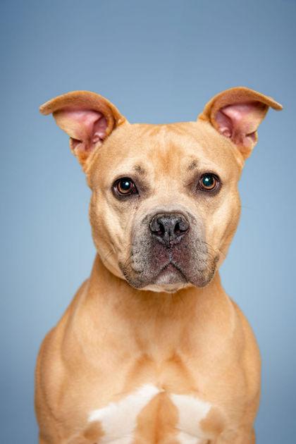 Enlarge Nala Donna, a Adoptable mixed breed in Knoxville, TN image 1/3