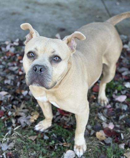 Enlarge Nala Donna, a Adoptable mixed breed in Knoxville, TN image 2/3