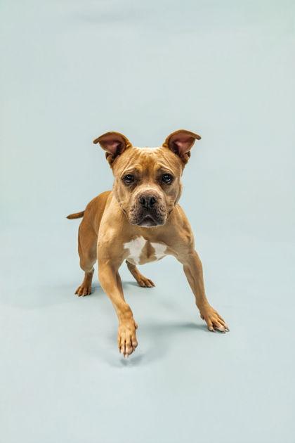 Enlarge Nala Donna, a Adoptable mixed breed in Knoxville, TN image 3/3