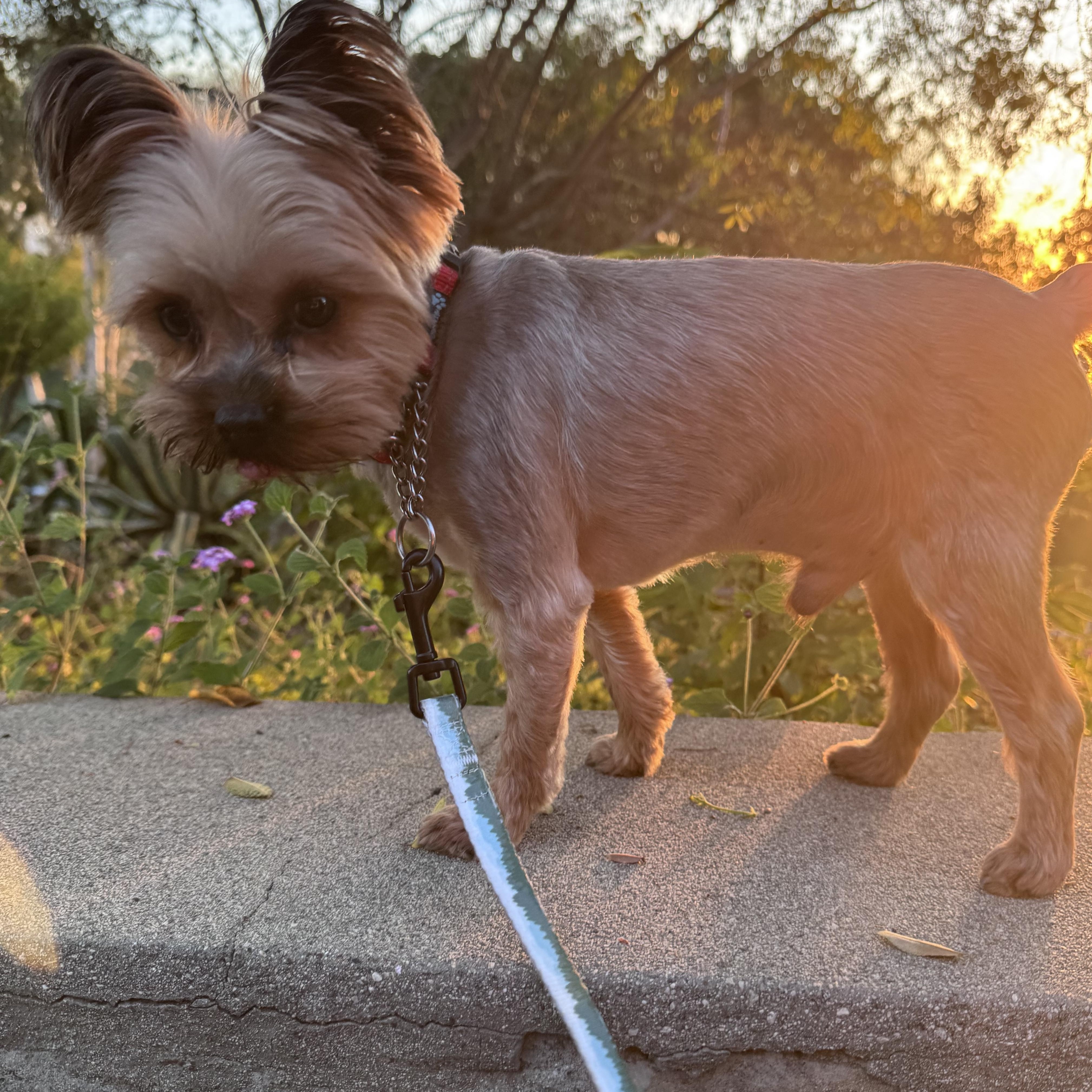 Enlarge Coconut , a Adoptable Yorkshire Terrier in Whittier, CA image 3/3