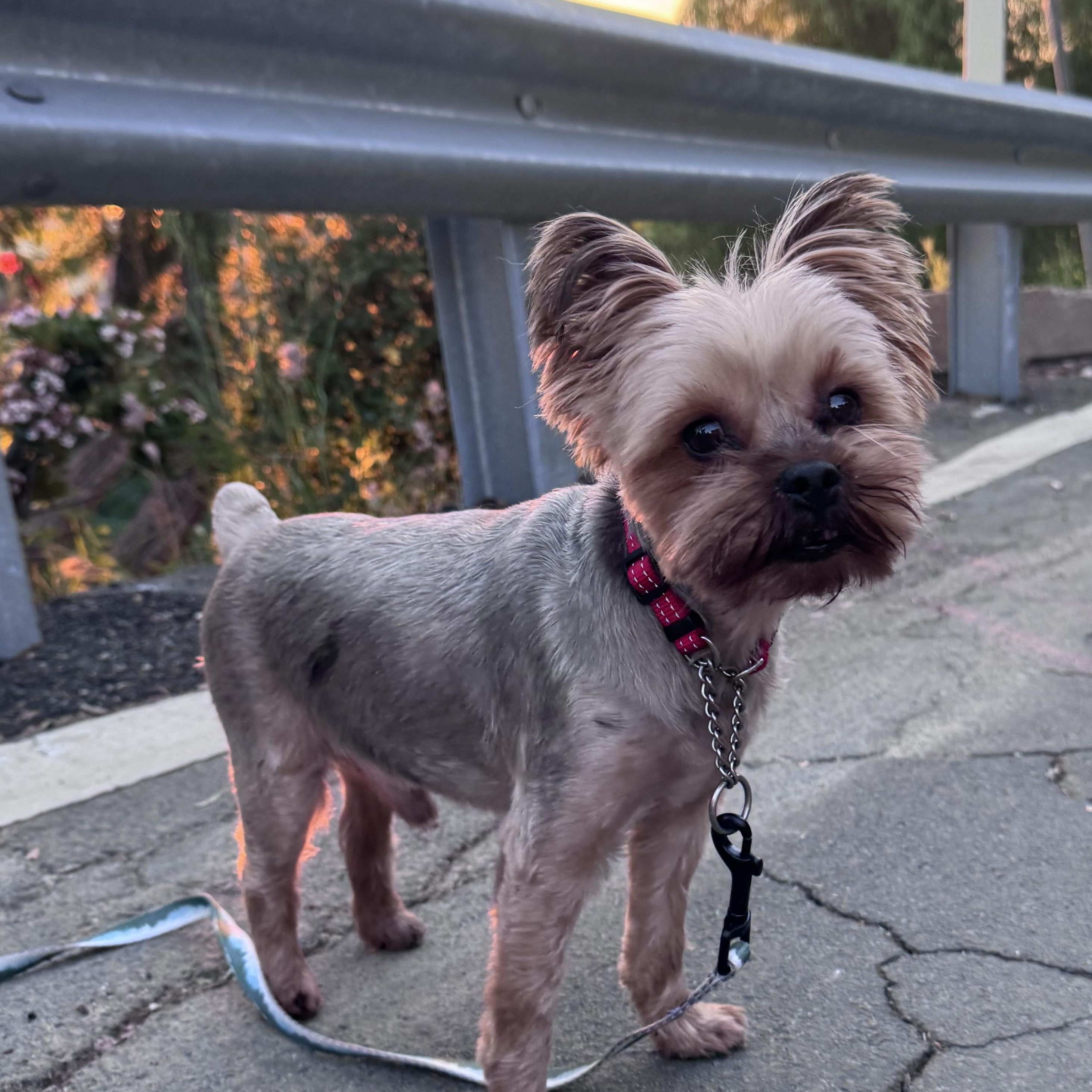 Coconut , Adoptable, Senior Male Yorkshire Terrier.