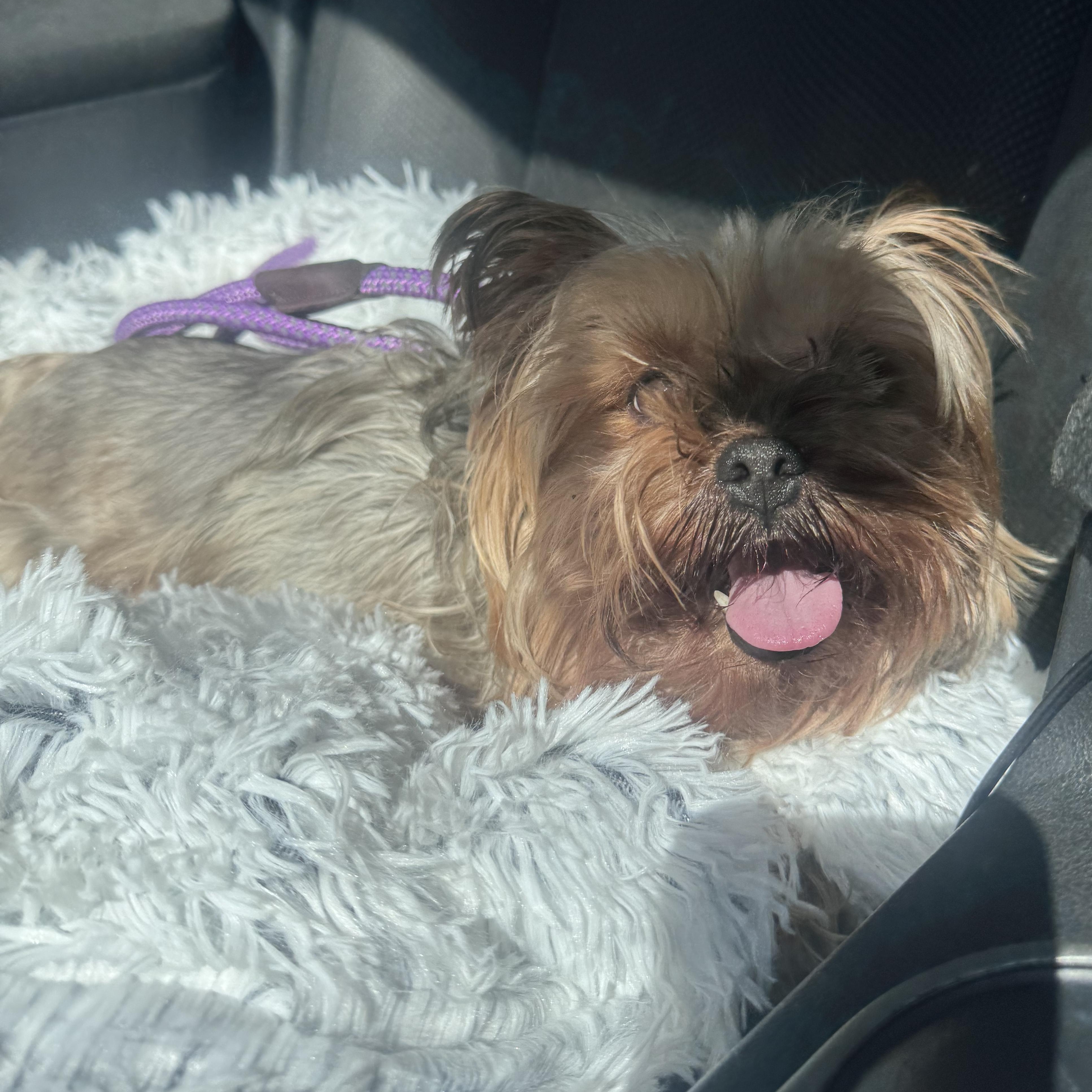 Enlarge Coconut , a Adoptable Yorkshire Terrier in Whittier, CA image 2/3