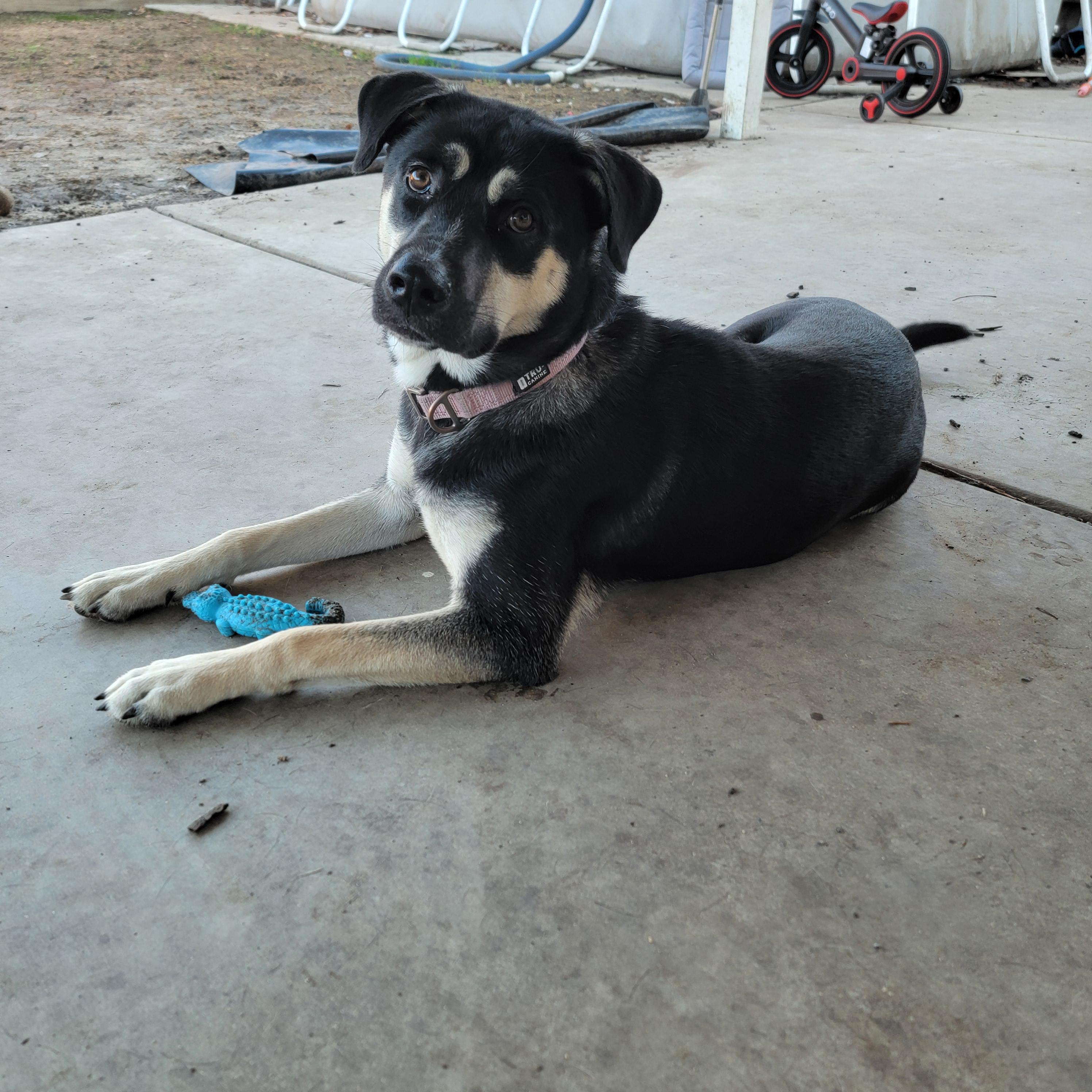 Enlarge Mika (URGENT!), a Adoptable mixed breed in Tracy, CA image 6/6