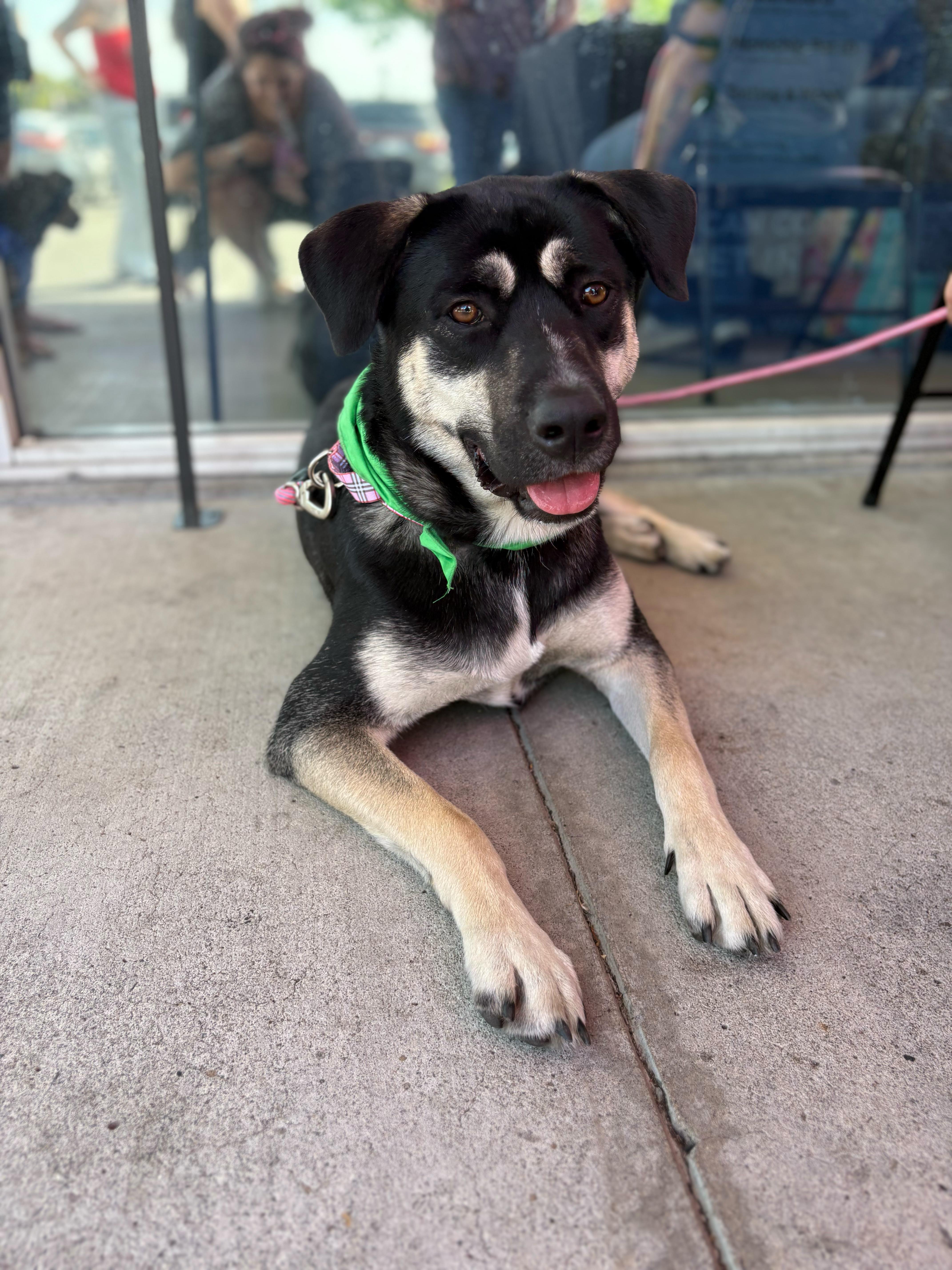 Enlarge Mika (URGENT!), a Adoptable mixed breed in Tracy, CA image 1/6