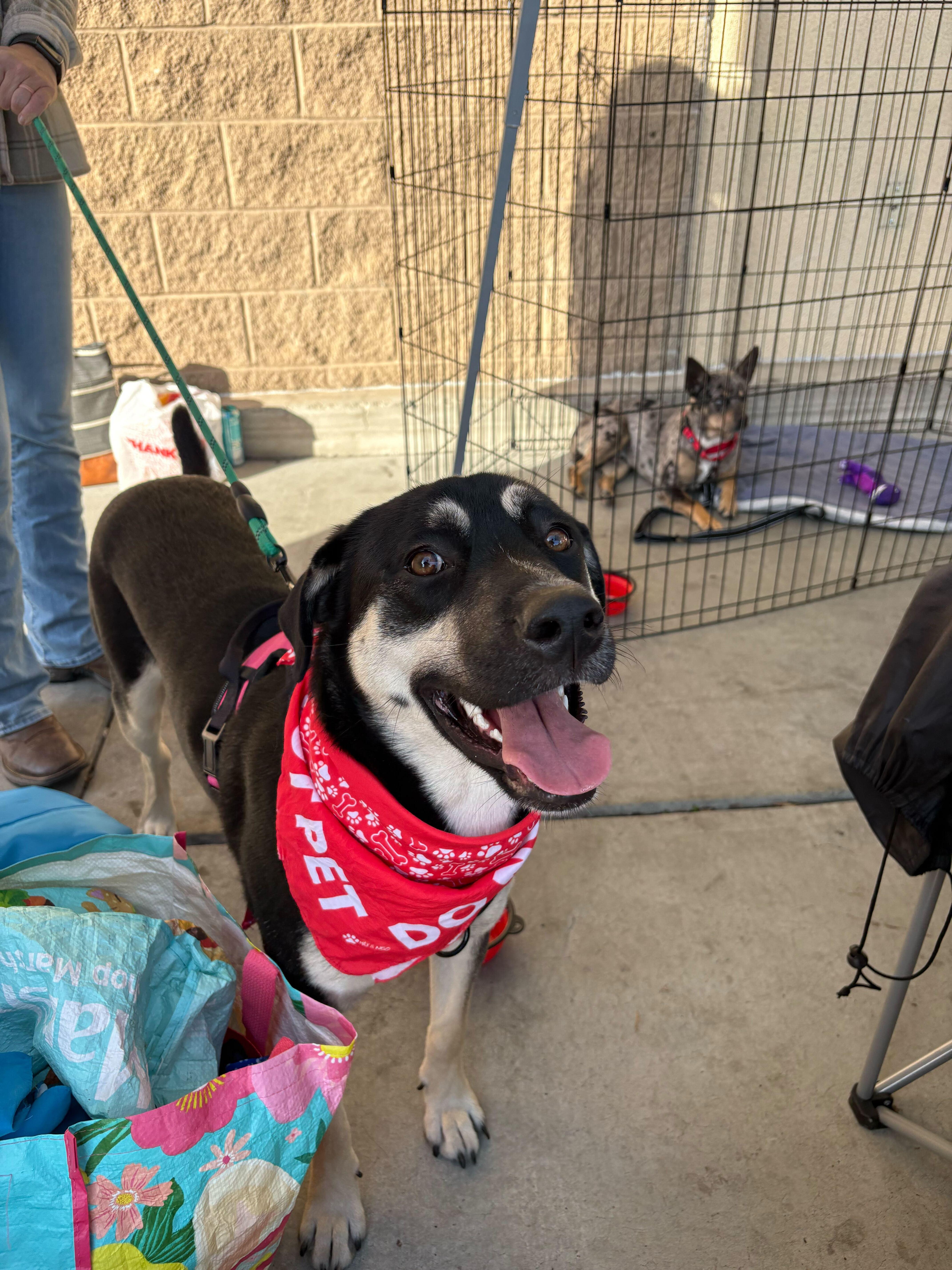 Enlarge Mika (URGENT!), a Adoptable mixed breed in Tracy, CA image 2/6