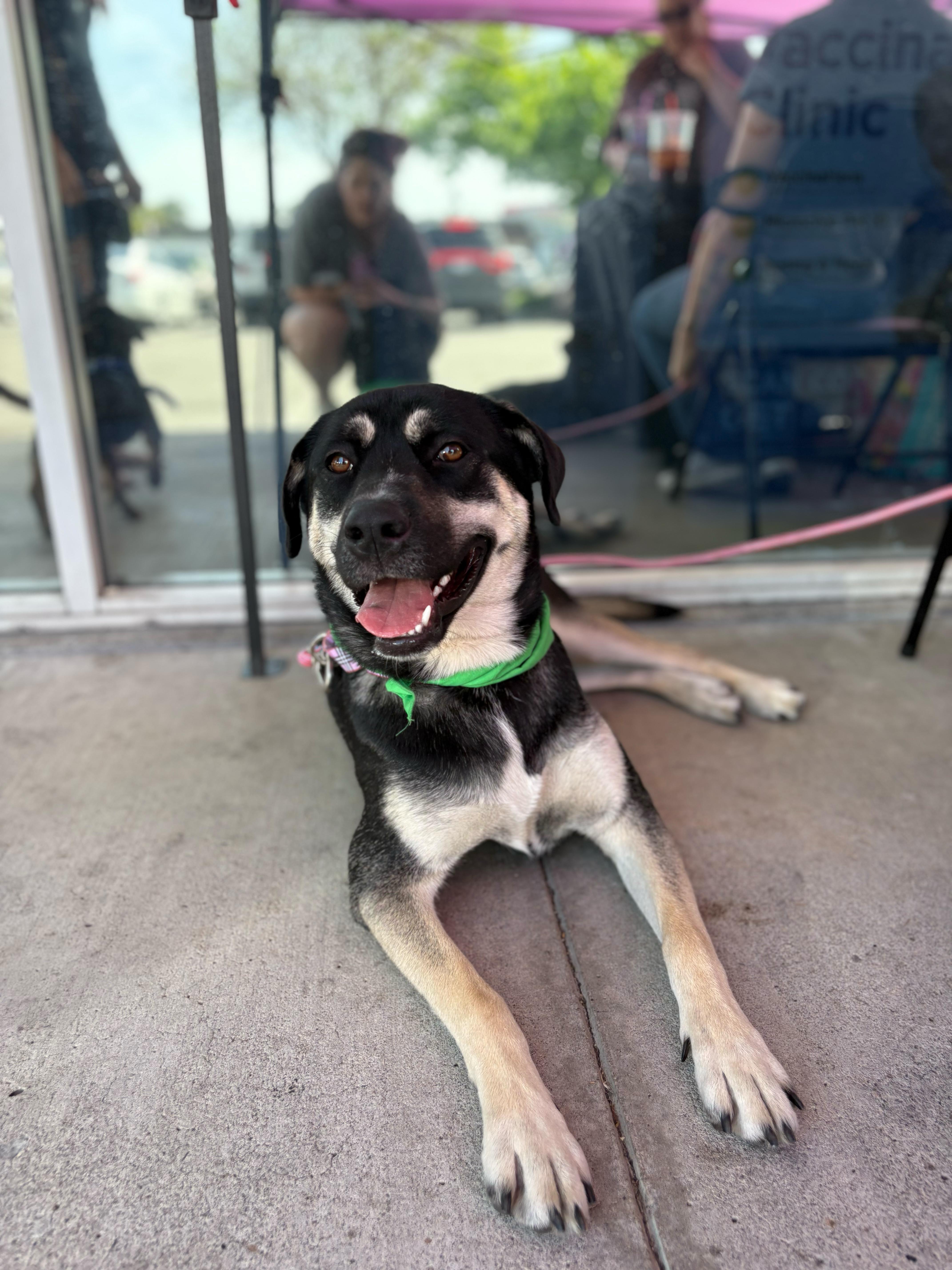 Enlarge Mika (URGENT!), a Adoptable mixed breed in Tracy, CA image 3/6