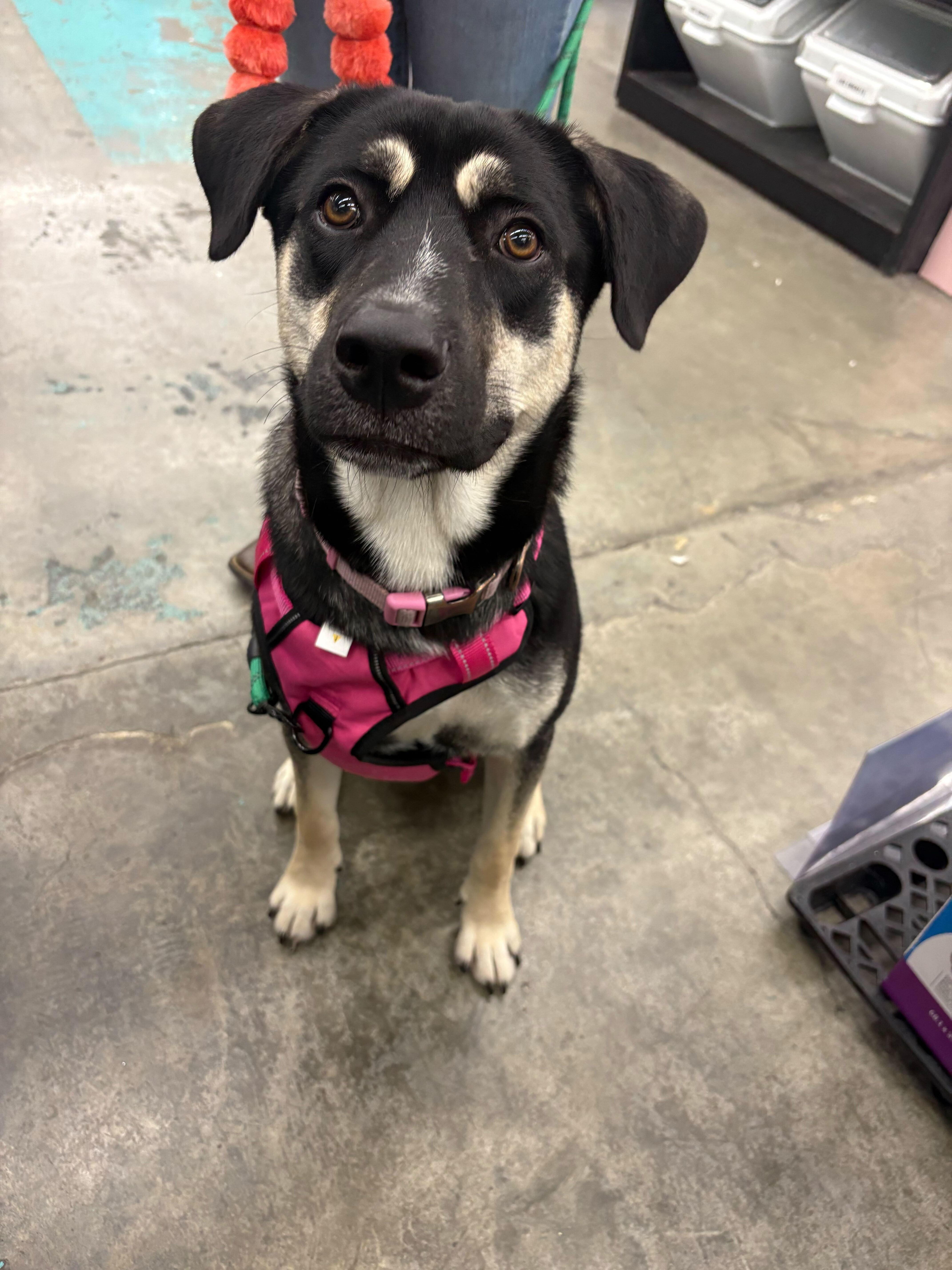 Enlarge Mika (URGENT!), a Adoptable mixed breed in Tracy, CA image 4/6