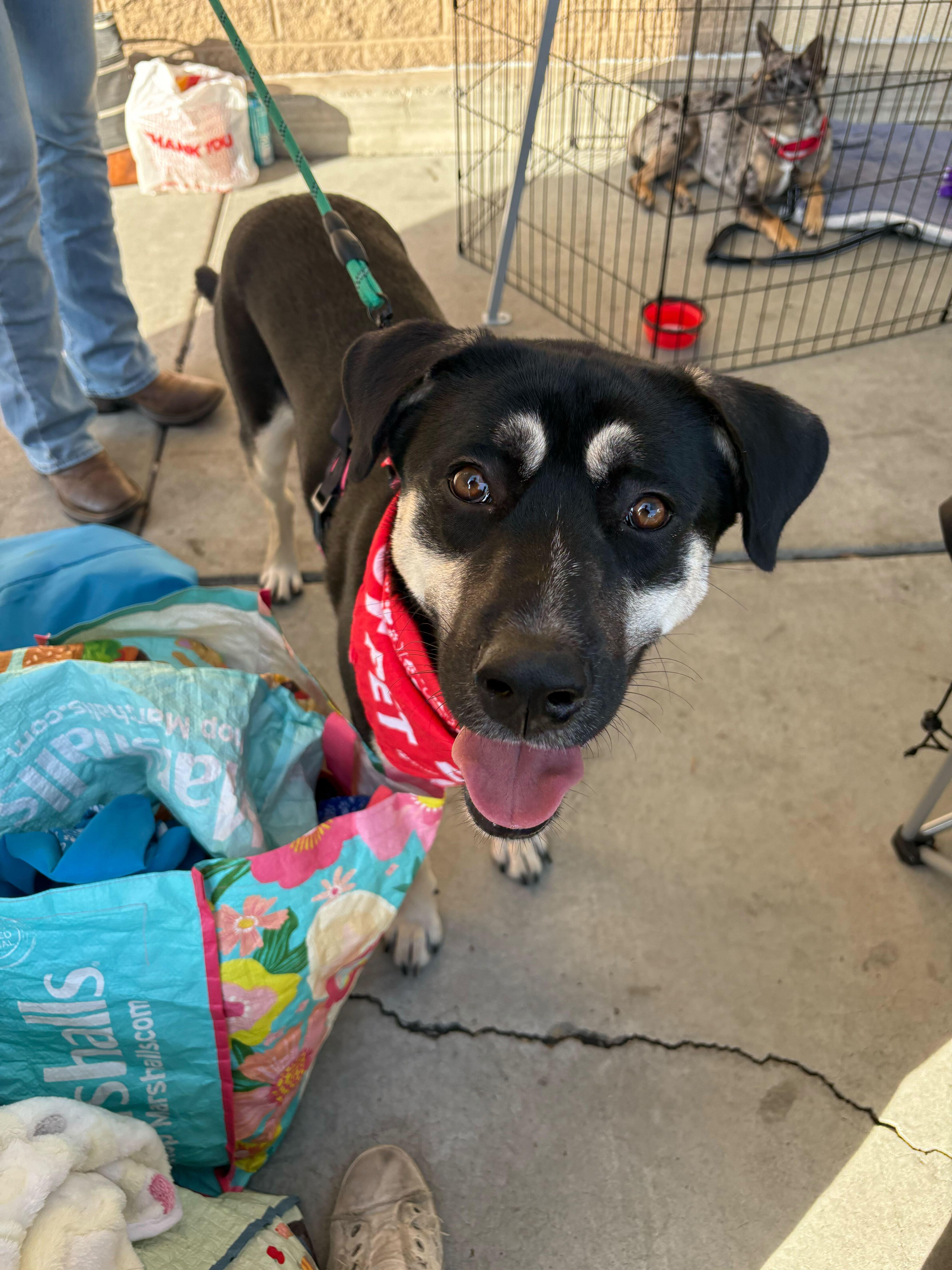 Enlarge Mika (URGENT!), a Adoptable mixed breed in Tracy, CA image 5/6