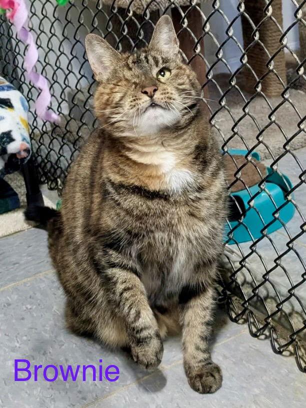 Brownie, Adoptable, Senior Female Torbie.