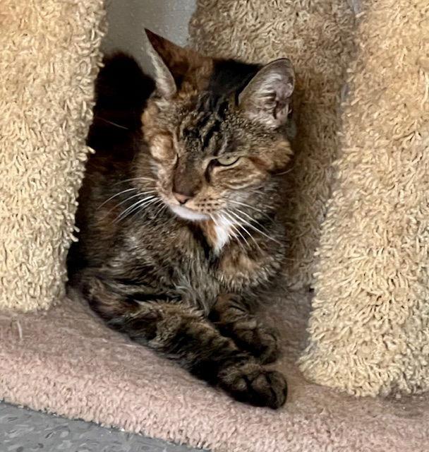 Enlarge Brownie, a Adoptable Torbie in Spring Lake, NJ image 2/3