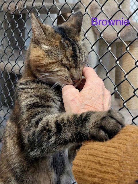 Enlarge Brownie, a Adoptable Torbie in Spring Lake, NJ image 3/3