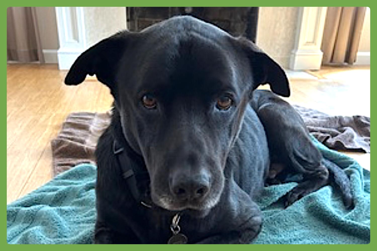 Boogie, a Adoptable mixed breed in Portland, OR image 1/6