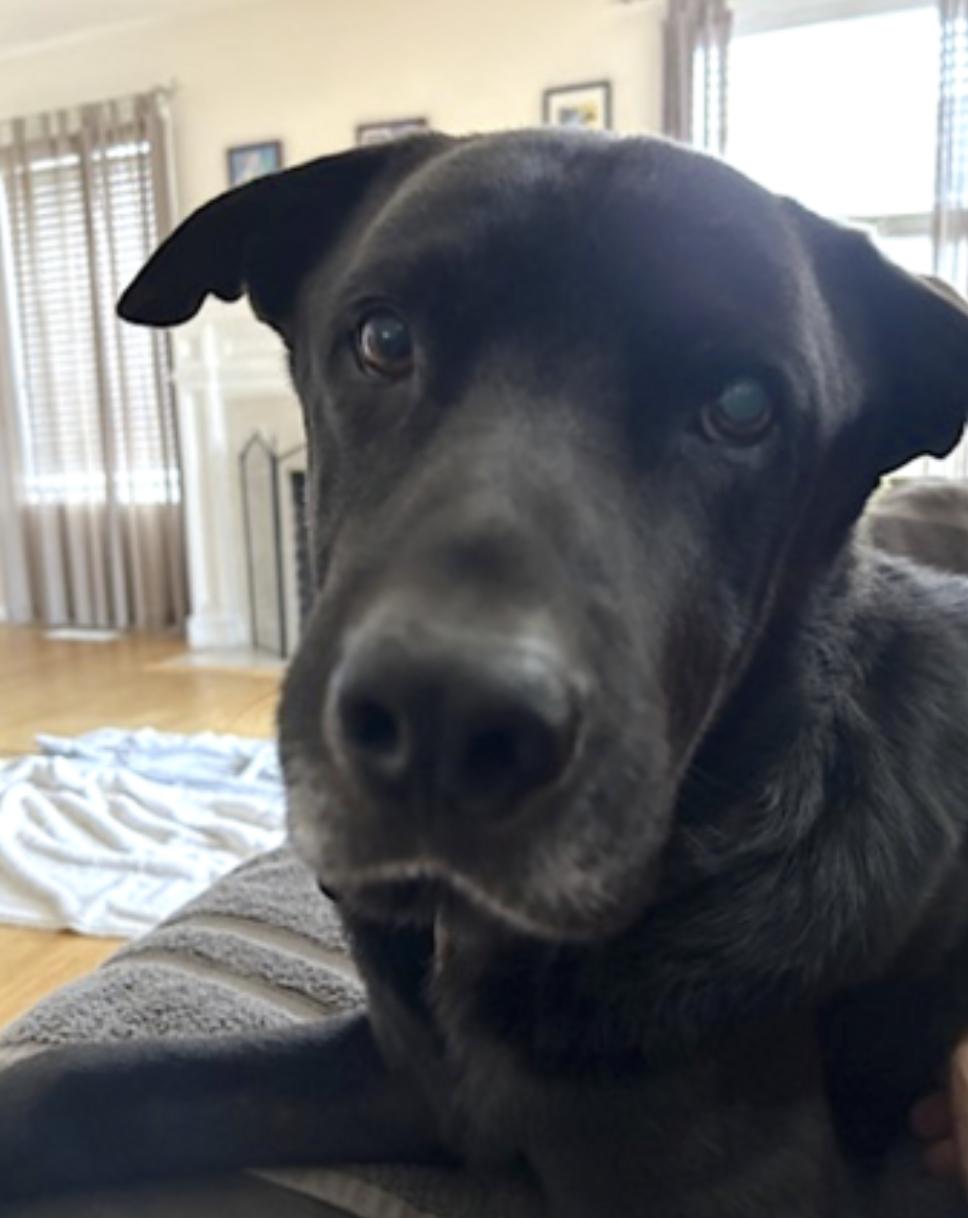 Boogie, a Adoptable mixed breed in Portland, OR image 2/6