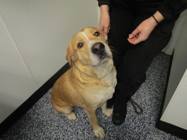 Enlarge Bucko, a Adoptable mixed breed in Nicholasville, KY image 1/2