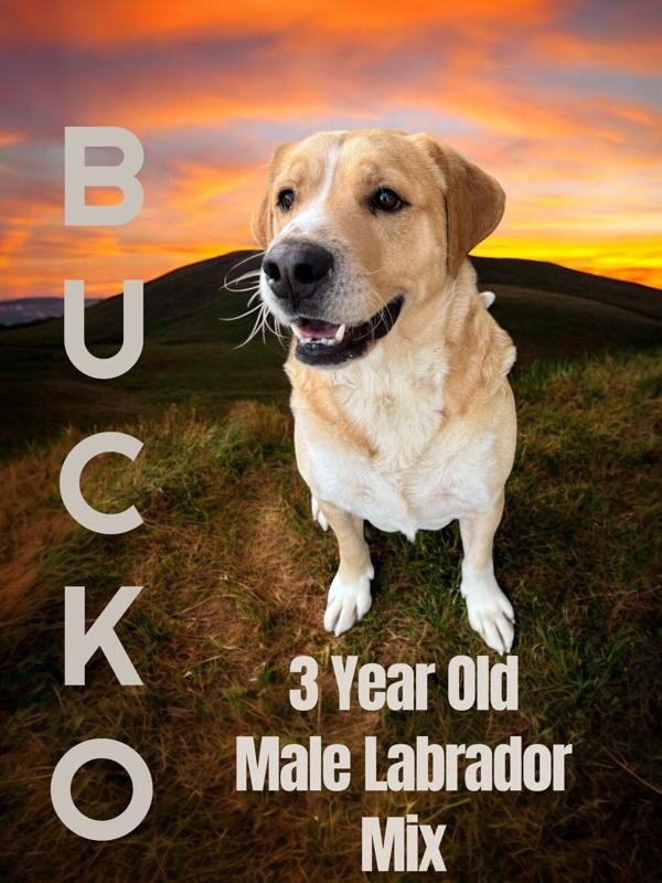 Enlarge Bucko, a Adoptable mixed breed in Nicholasville, KY image 2/2
